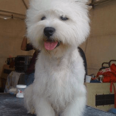 Ejemplar West Highland White Terrier en exposición