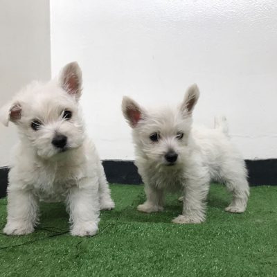 cachorro Westie