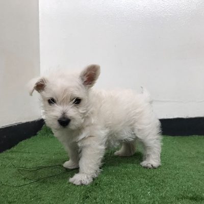 cachorro westy