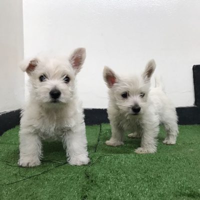 cachorros West Highland White Terrier