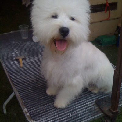 Akesh del Tejonar West Highland White Terrier